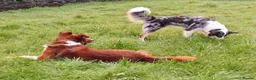 Welsh Collie dogs for sale: Pure red merle Welsh sheepdog pups in Tregaron - Advert 6