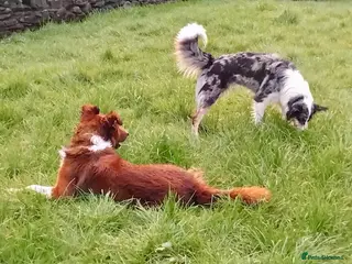 Welsh Collie dogs Pure red merle Welsh sheepdog pups - Advert 5