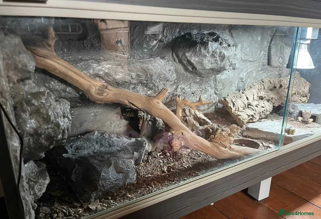 Leopard Gecko reptiles for sale: Leopard gekco with full setup in Yeovil - Advert 6