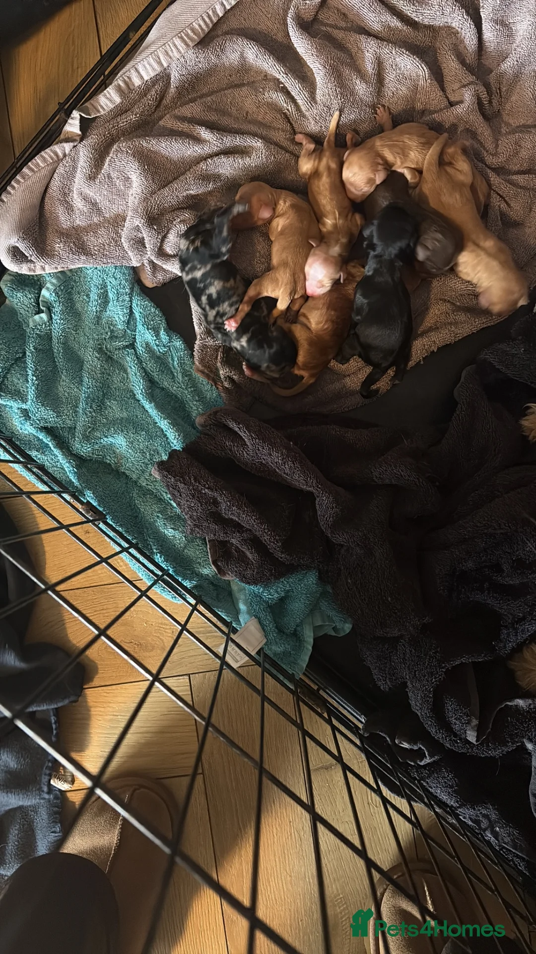 Cockapoo dogs for stud: F2 Merle Cockapoo Stud ~ PROVEN 10 PUPS! in Newark - Advert 10