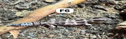 Gecko reptiles for sale: Large selection of lizards available for rehome - Advert 10