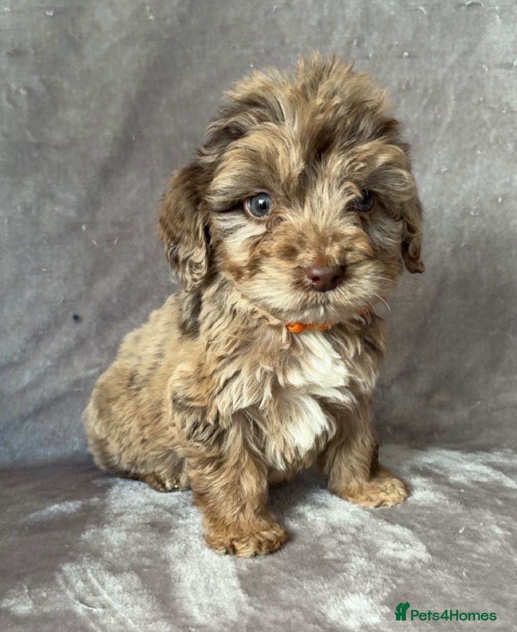 Cockapoo dogs Stunning cockapoo puppies - Advert 2