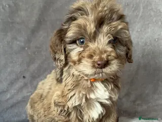 Cockapoo dogs Stunning cockapoo puppies - Advert 2