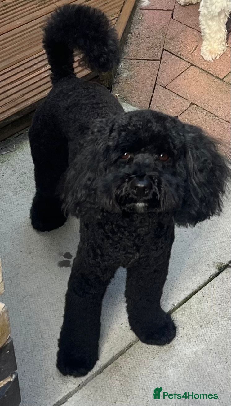 Toy Poodle dogs ✨ Playful Black Toy Poodle Available for Stud✨ - Advert 2