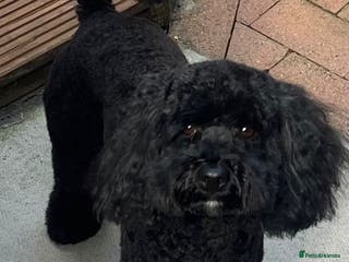Toy Poodle dogs ✨ Playful Black Toy Poodle Available for Stud✨ - Advert 2