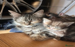 Mixed Breed cats for sale: Adorable kittens  - Image 12