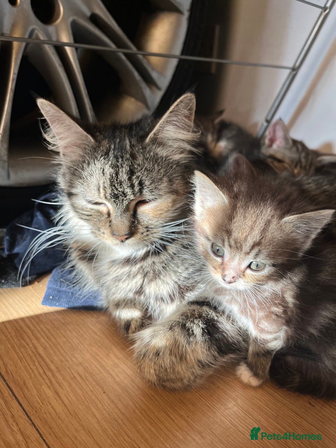 Mixed Breed cats for sale: Adorable kittens  - Image 12