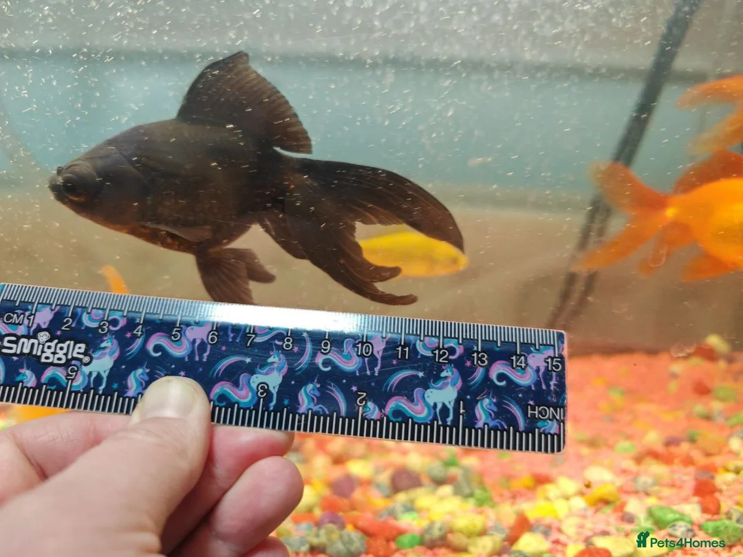 Goldfish fish for sale: Goldfish , Veiltail , Fancy, Telescope black in Glasgow - Advert 26