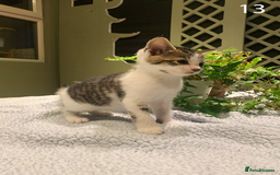 Mixed Breed cats for sale: KITTENS! Batch of cuties for sale in Basinsgtoke - Image 19
