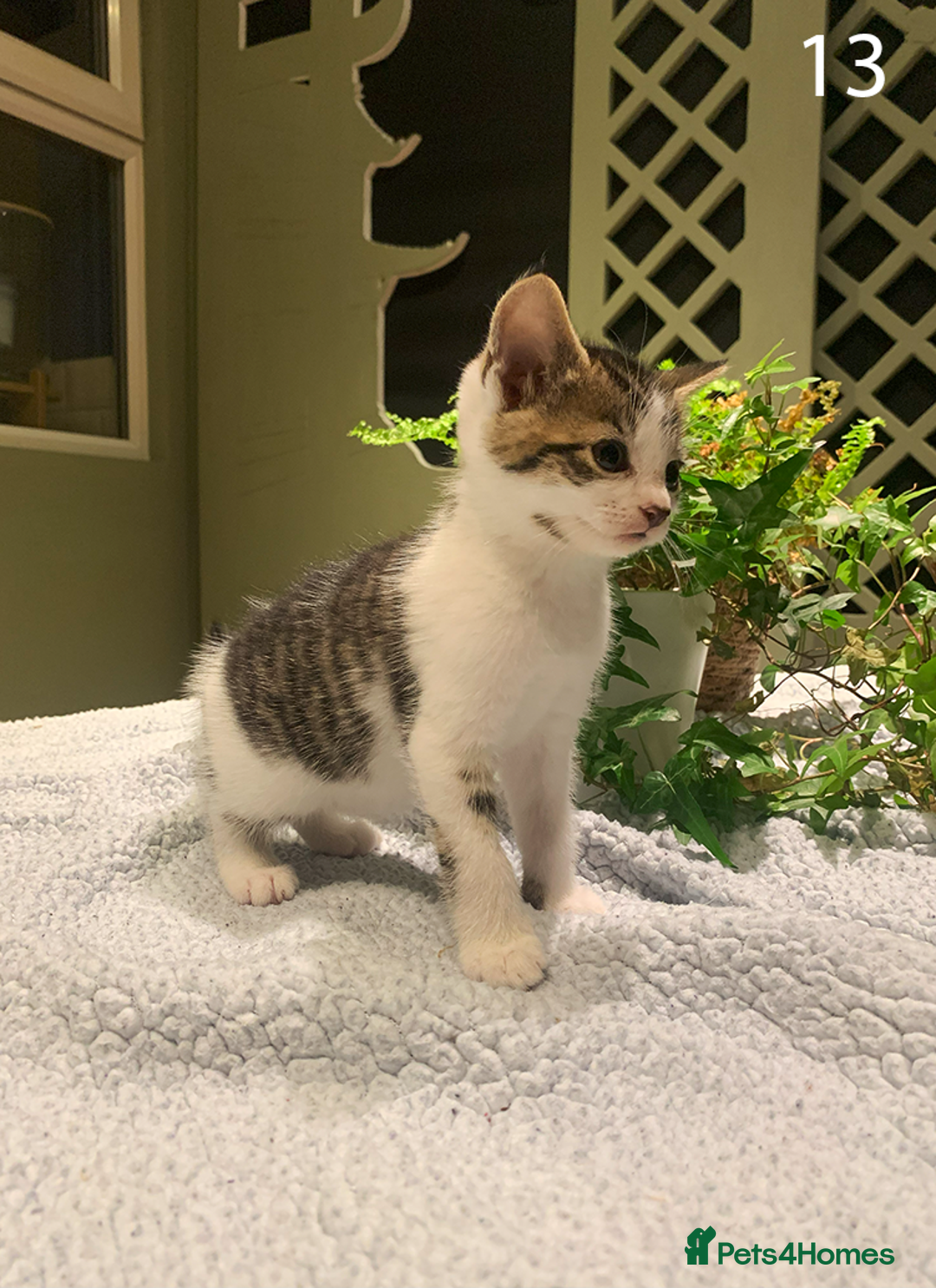 Mixed Breed cats for sale: KITTENS! Batch of cuties for sale in Basinsgtoke - Image 19