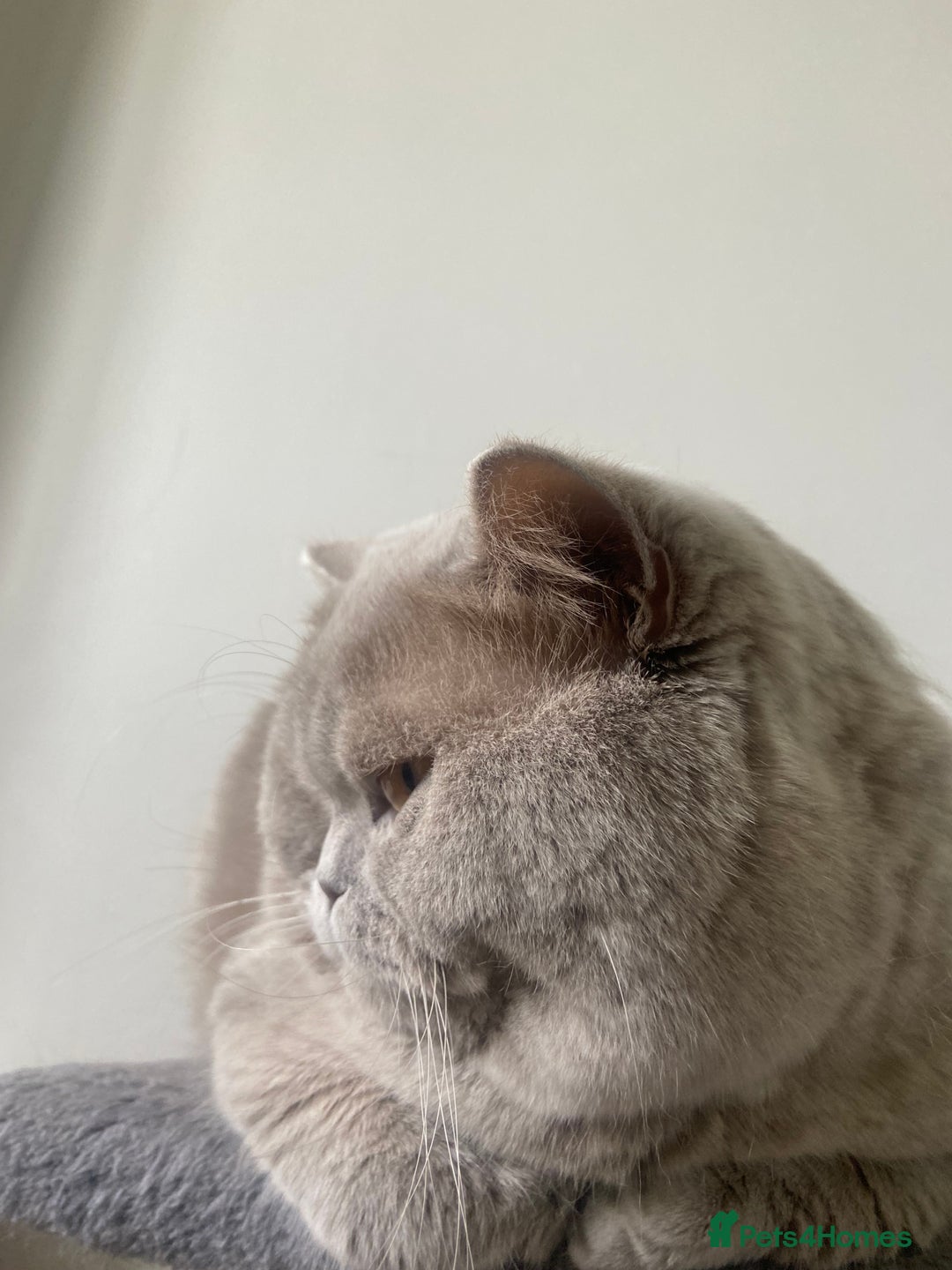 British Shorthair cats for sale: British shorthair kittens - Advert 3