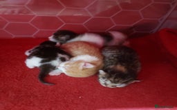Mixed Breed cats for sale: Kittens - Image 1