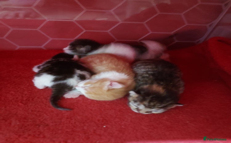 Mixed Breed cats - Advert 1