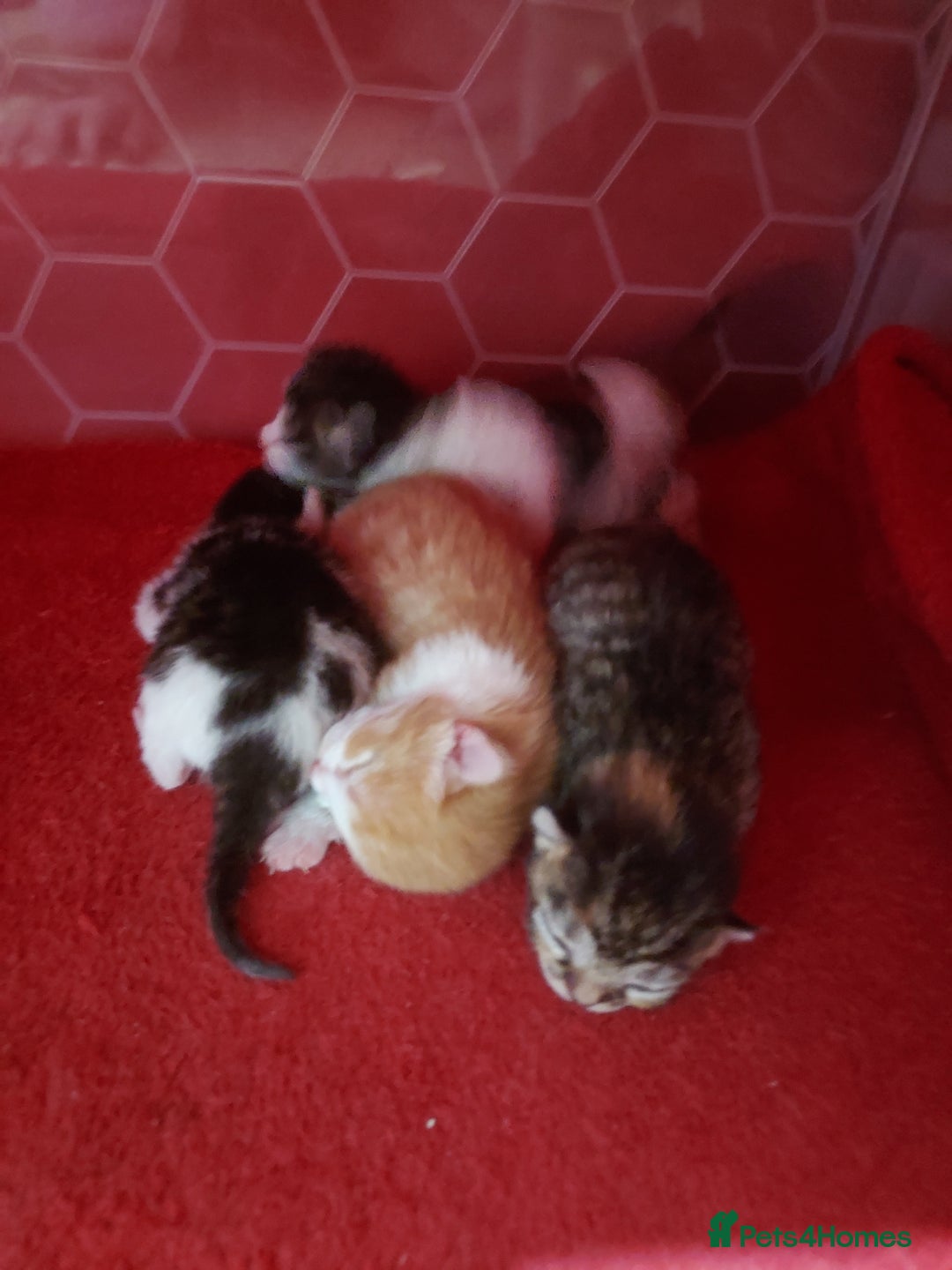 Mixed Breed cats for sale: Kittens - Image 1