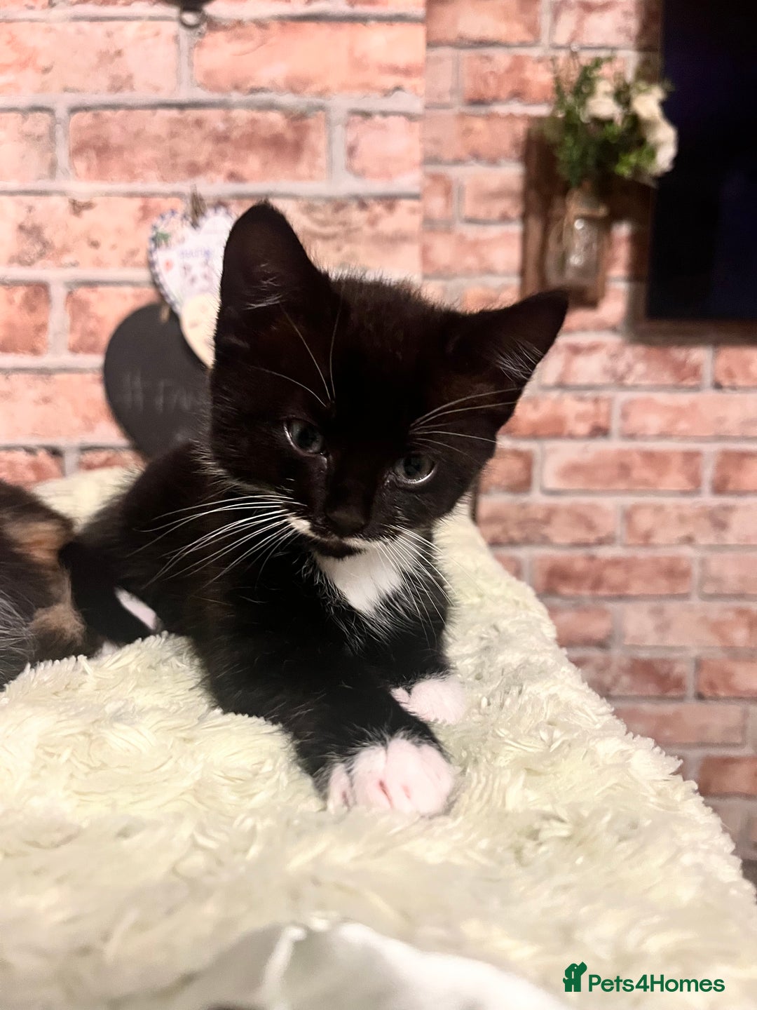 Mixed Breed cats for sale: Last male kitten left!  - Image 4