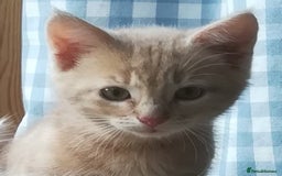 Mixed Breed cats for sale: CLEVER, BEAUTIFUL, KITTENS READY FOR FOREVER HOMES - Image 22