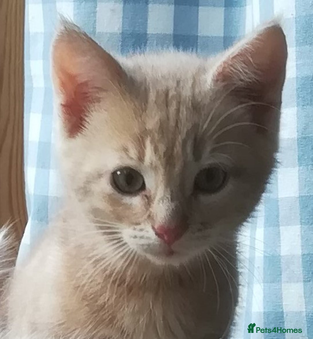 Mixed Breed cats for sale: CLEVER, BEAUTIFUL, KITTENS READY FOR FOREVER HOMES - Image 22