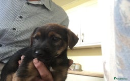 Mixed Breed dogs for sale: Six lovely Borderjack puppies available - Image 8