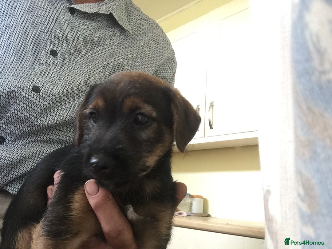Mixed Breed dogs for sale: Six lovely Borderjack puppies available - Image 8