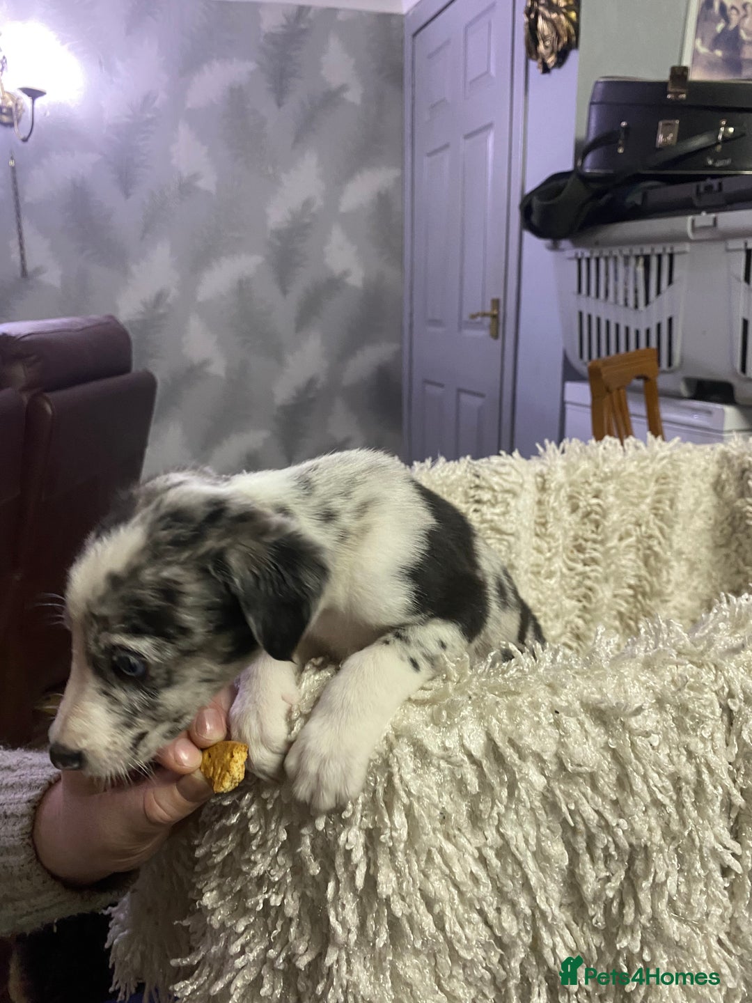 Mixed Breed dogs for sale: Collie lurcher greyhound mix - Advert 10