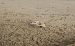 Dachshund dogs for sale: Cream boy and girl Miniature dachshund - Image 10