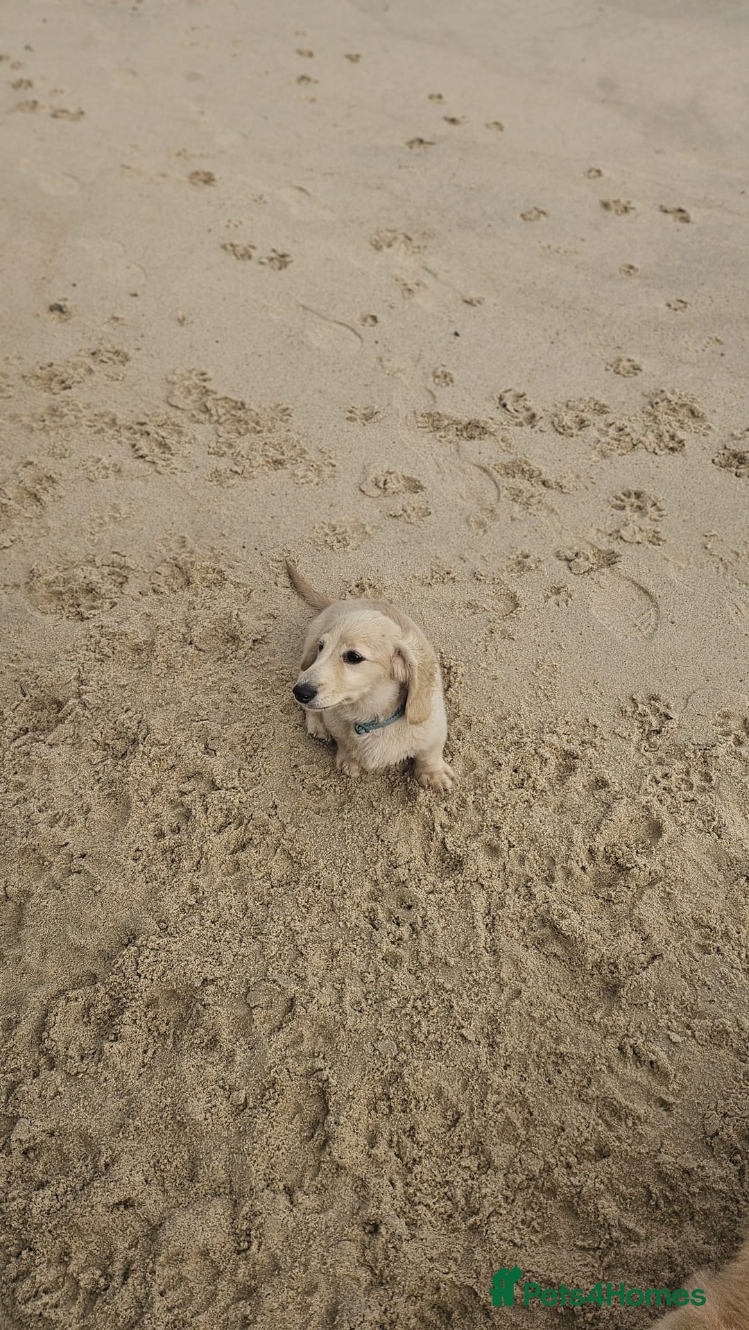 Dachshund dogs for sale: Cream boy and girl Miniature dachshund - Image 10