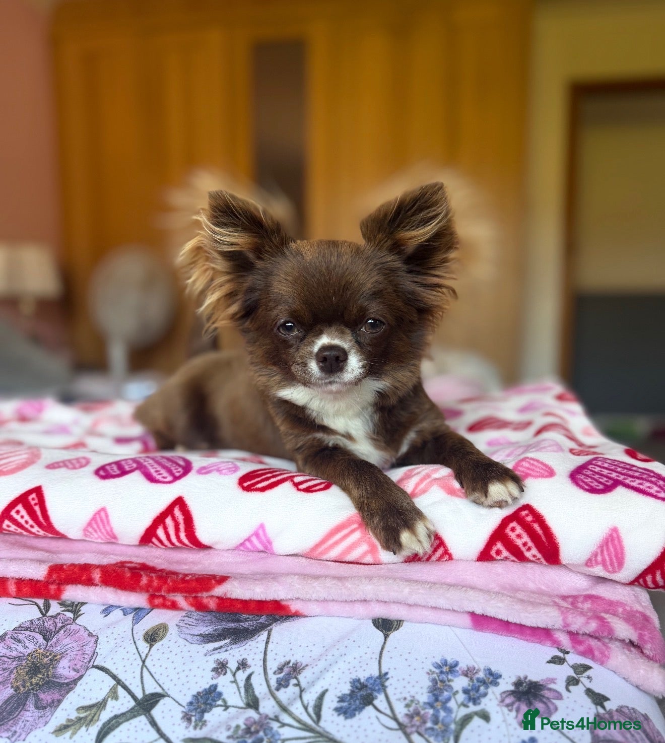Chihuahua dogs Beautiful Chocolate Girl Chihuahua  - Advert 5