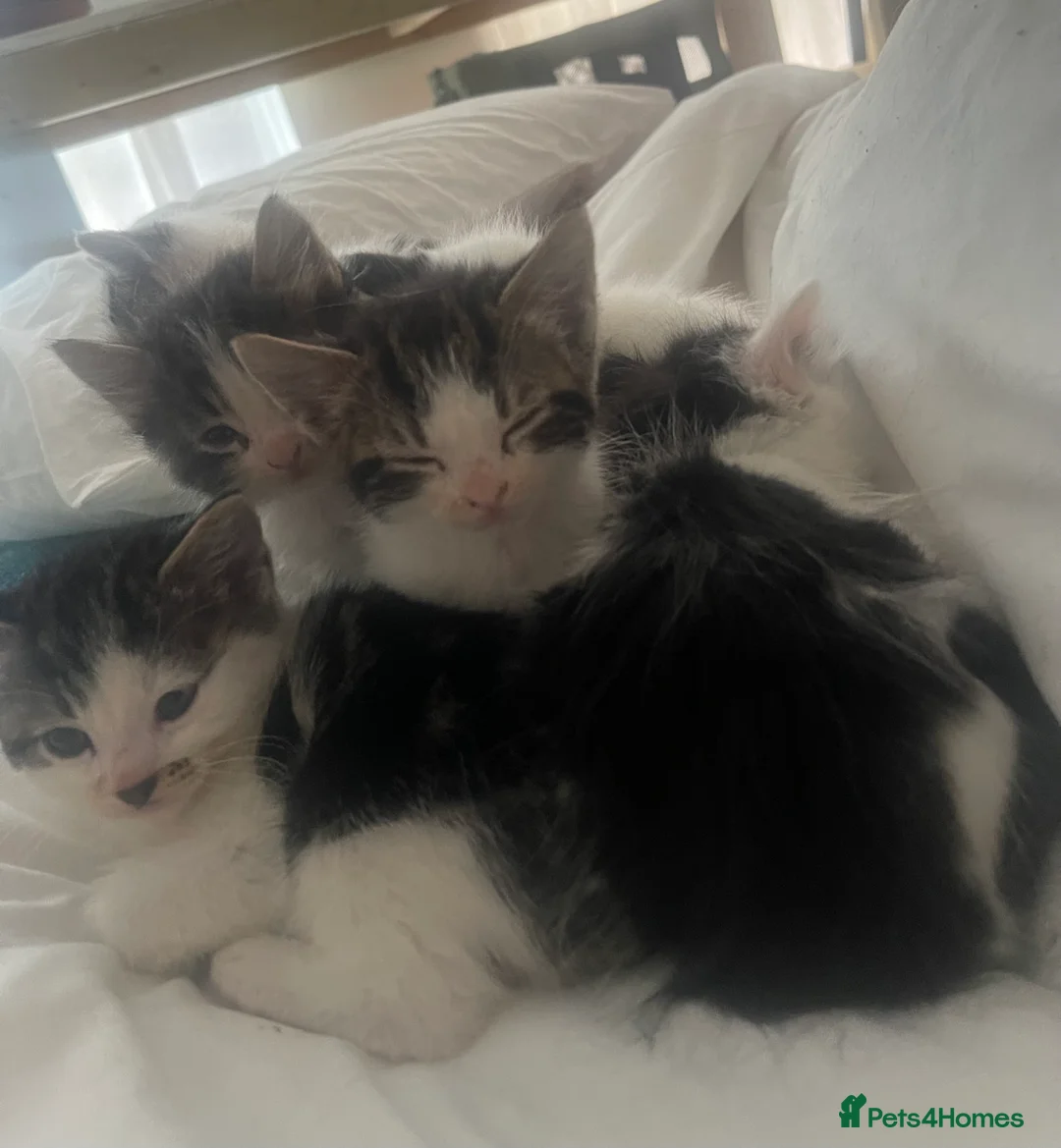 Mixed Breed cats for sale: lovely kittens  in London - Advert 9