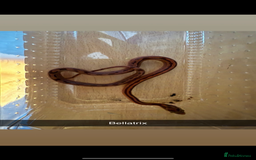 Corn Snake reptiles for sale: Baby corn snakes - Image 2