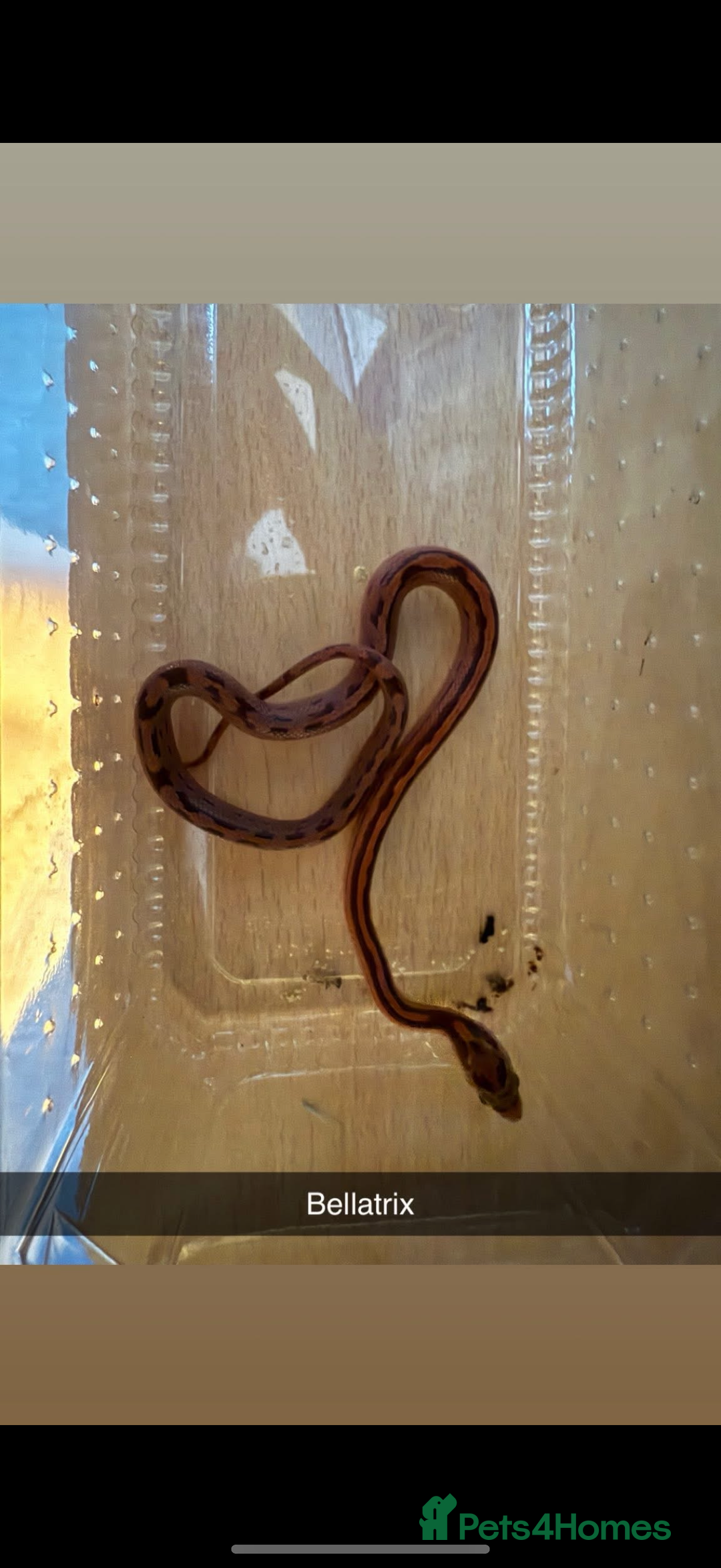 Corn Snake reptiles for sale: Baby corn snakes - Image 2