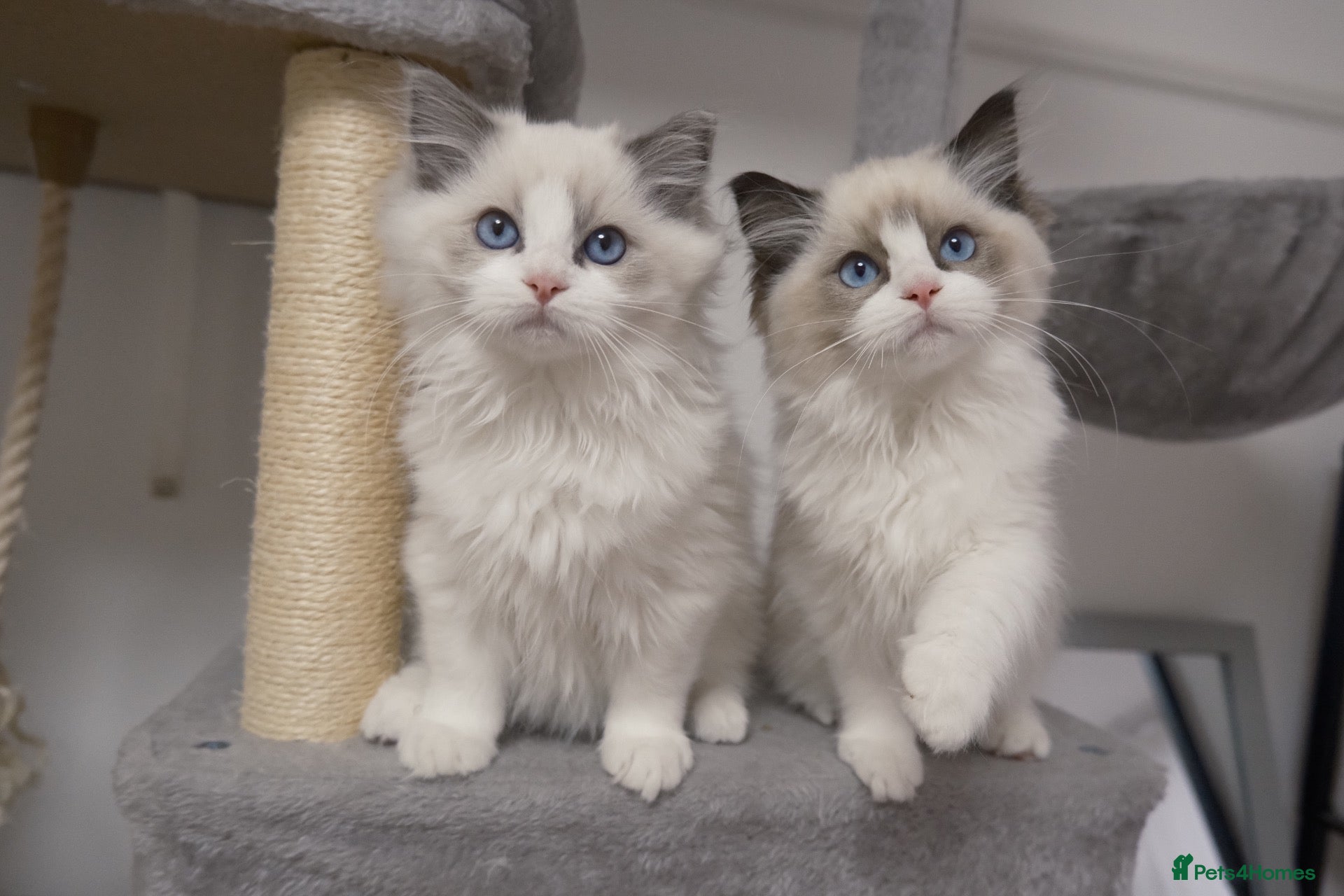 Ragdoll cats for sale: Champion Chunky Ragdoll Kittens-Famous R Bloodline - Advert 1