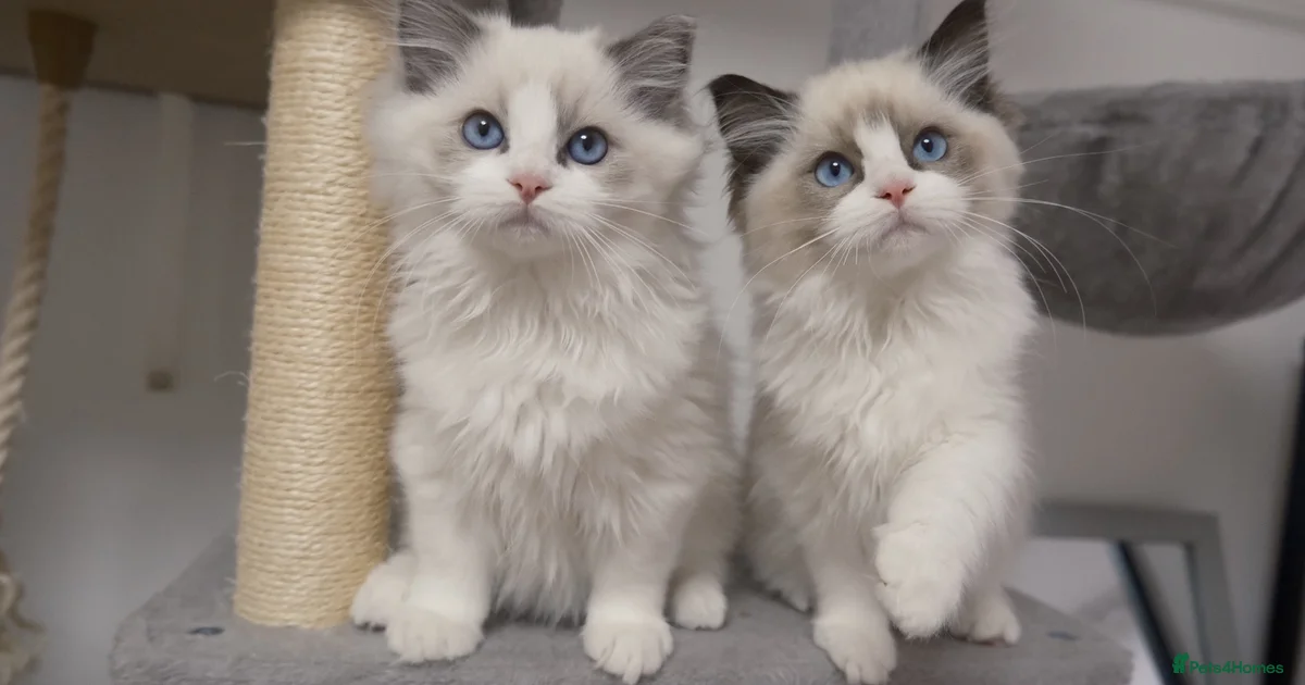 R Ragdoll Cat Champion Chunky Ragdoll Kittens-Famous R Bloodline for sale in London ...
