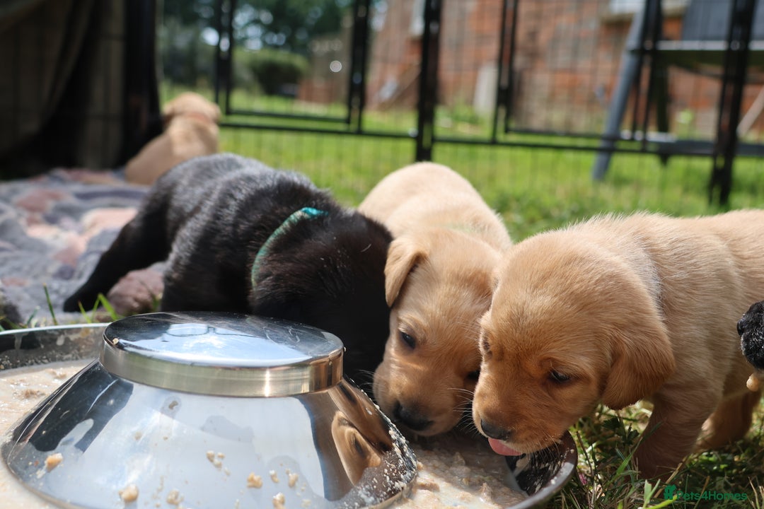 Labrador Retriever dogs for sale: Fox red & black Labrador puppies for sale  - Image 3