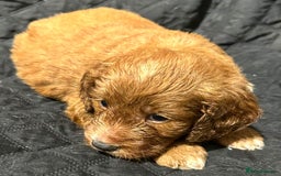 Cockapoo dogs for sale: STUNNING RED F1 TOY COCKAPOOS - Image 2