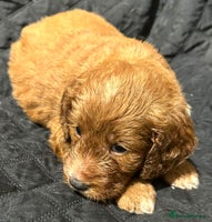 Cockapoo dogs - Advert 4