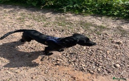 Sprocker dogs for sale: Charlie an energetic and friendly boy.  - Image 4