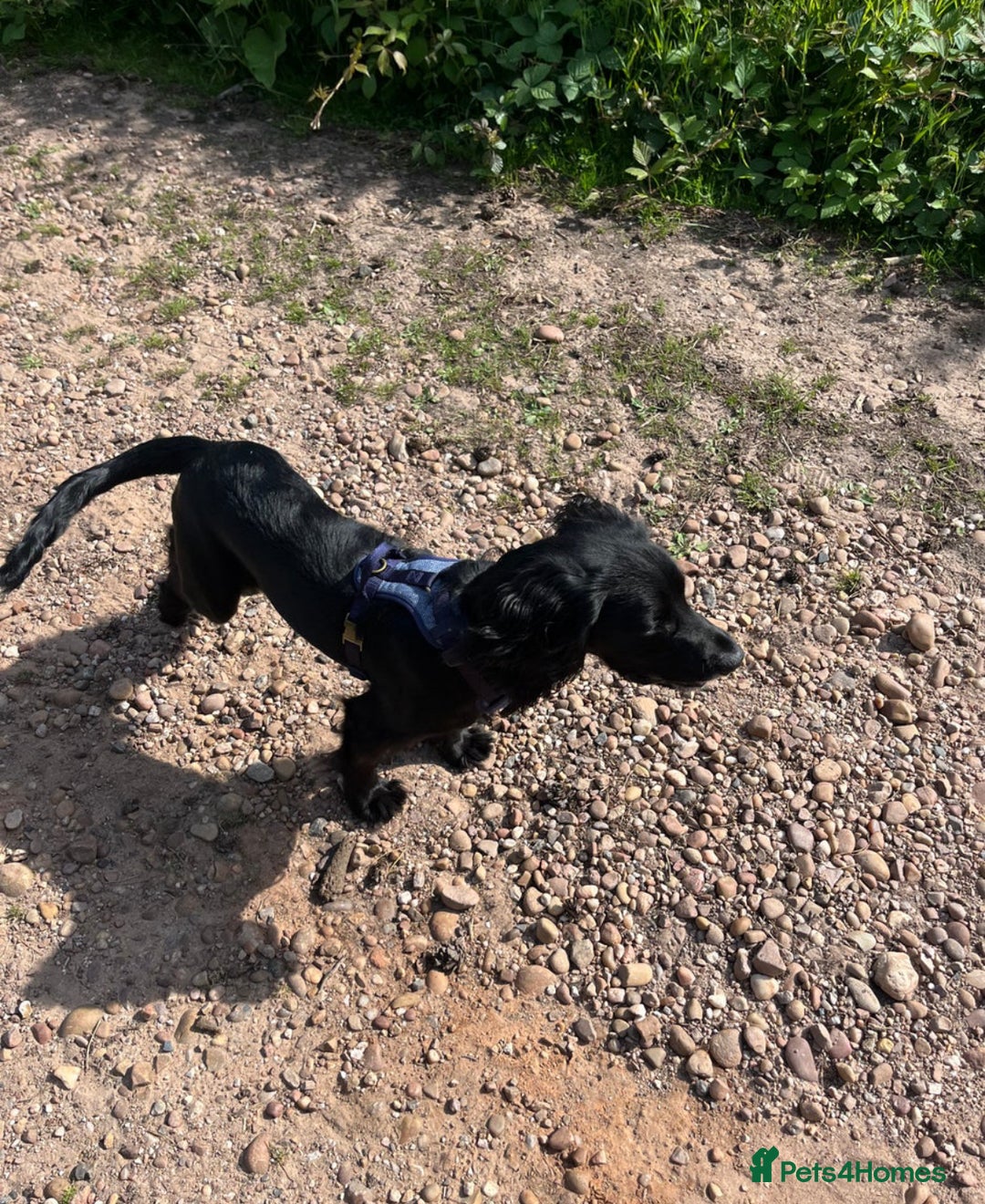 Sprocker dogs for sale: Charlie an energetic and friendly boy.  - Image 4