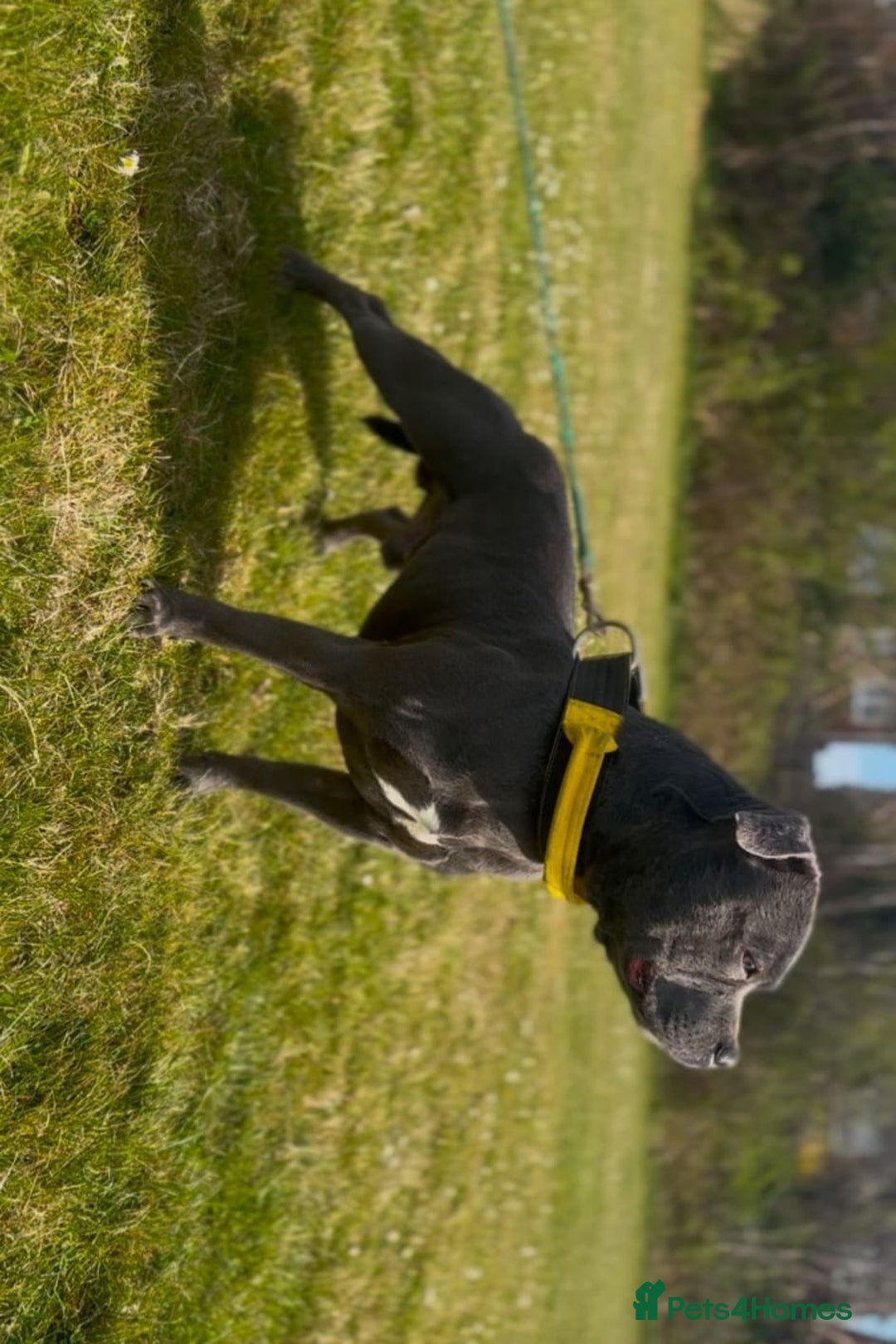 Staffordshire Bull Terrier dogs for sale: Blue staffordshire bull terrier - Advert 12