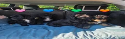 Bernedoodle dogs for sale: Top Quality BERNEDOODLE Puppies  - Advert 3