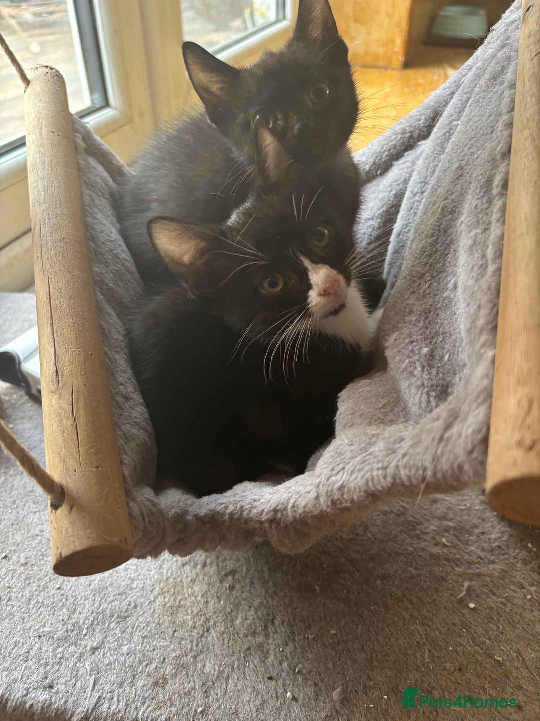 Mixed Breed cats for sale: Kittens  - Image 8