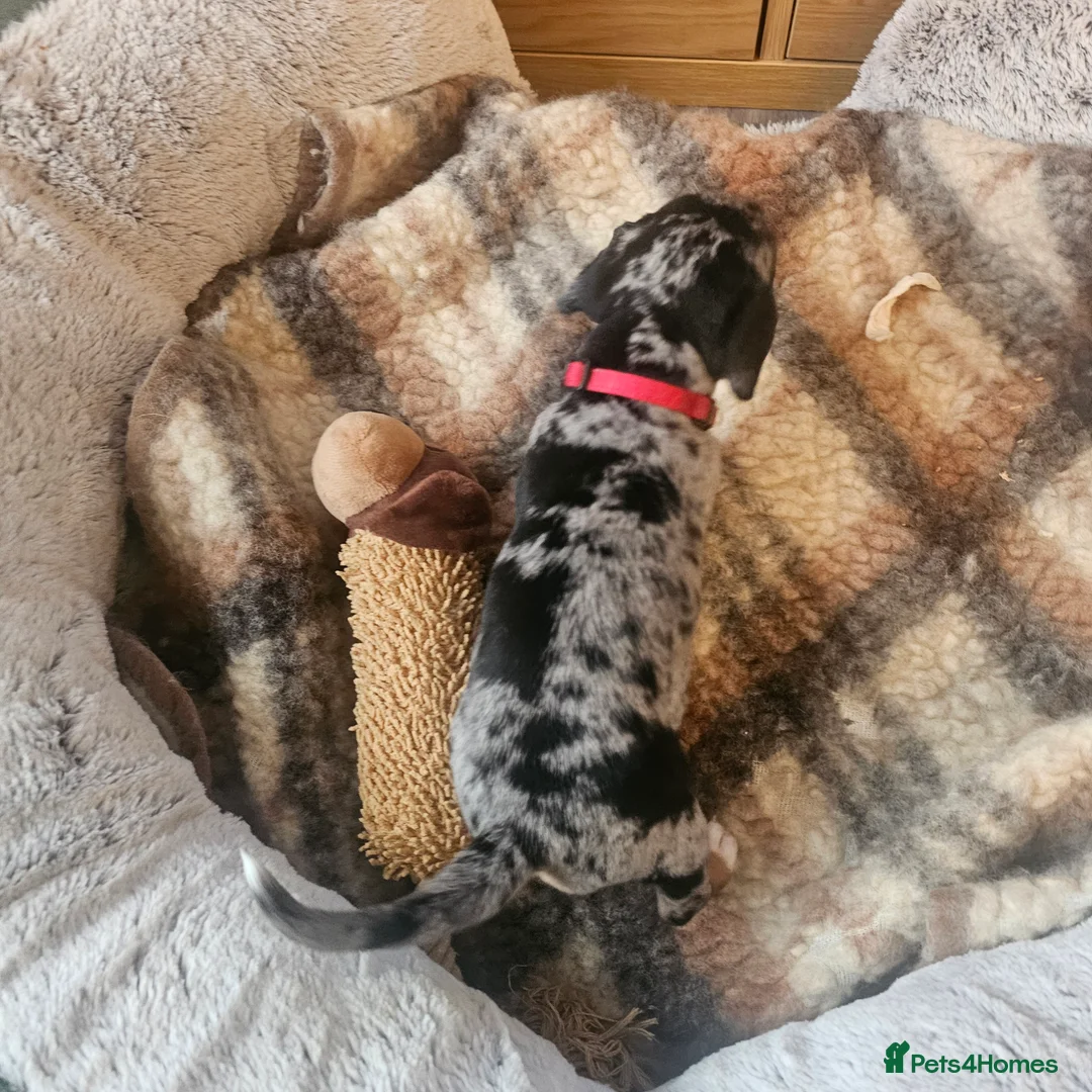 Jackshund dogs for sale: A stunning Jack Russell Terrier and Dachshund mix. - Advert 35