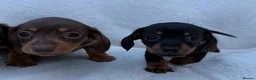 Miniature Dachshund dogs for sale: 3x female miniature dachsunds - Advert 2