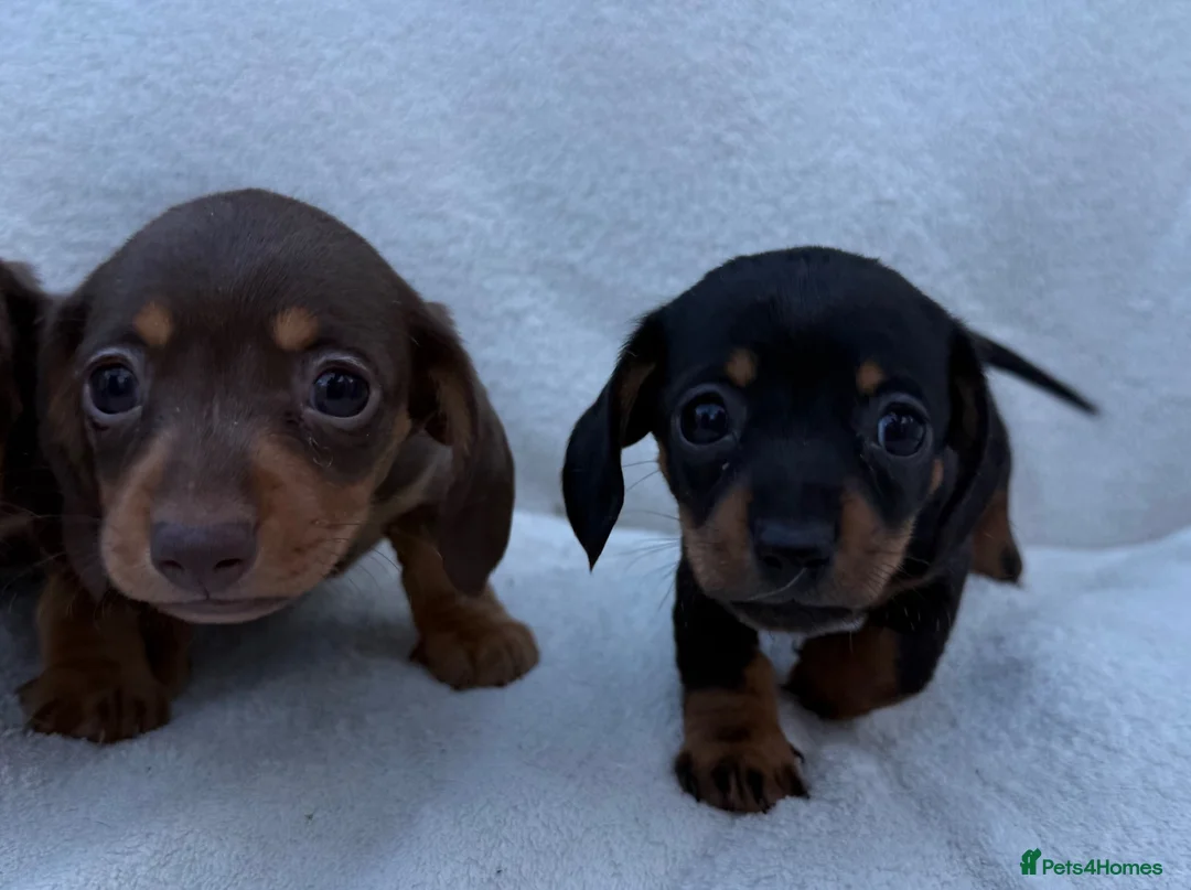 Miniature Dachshund dogs for sale: 3x female miniature dachsunds - Advert 2