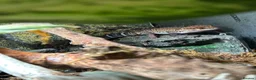 Gecko reptiles for sale: 2x Chinese cave geckos and vivarium in Rayleigh - Advert 2