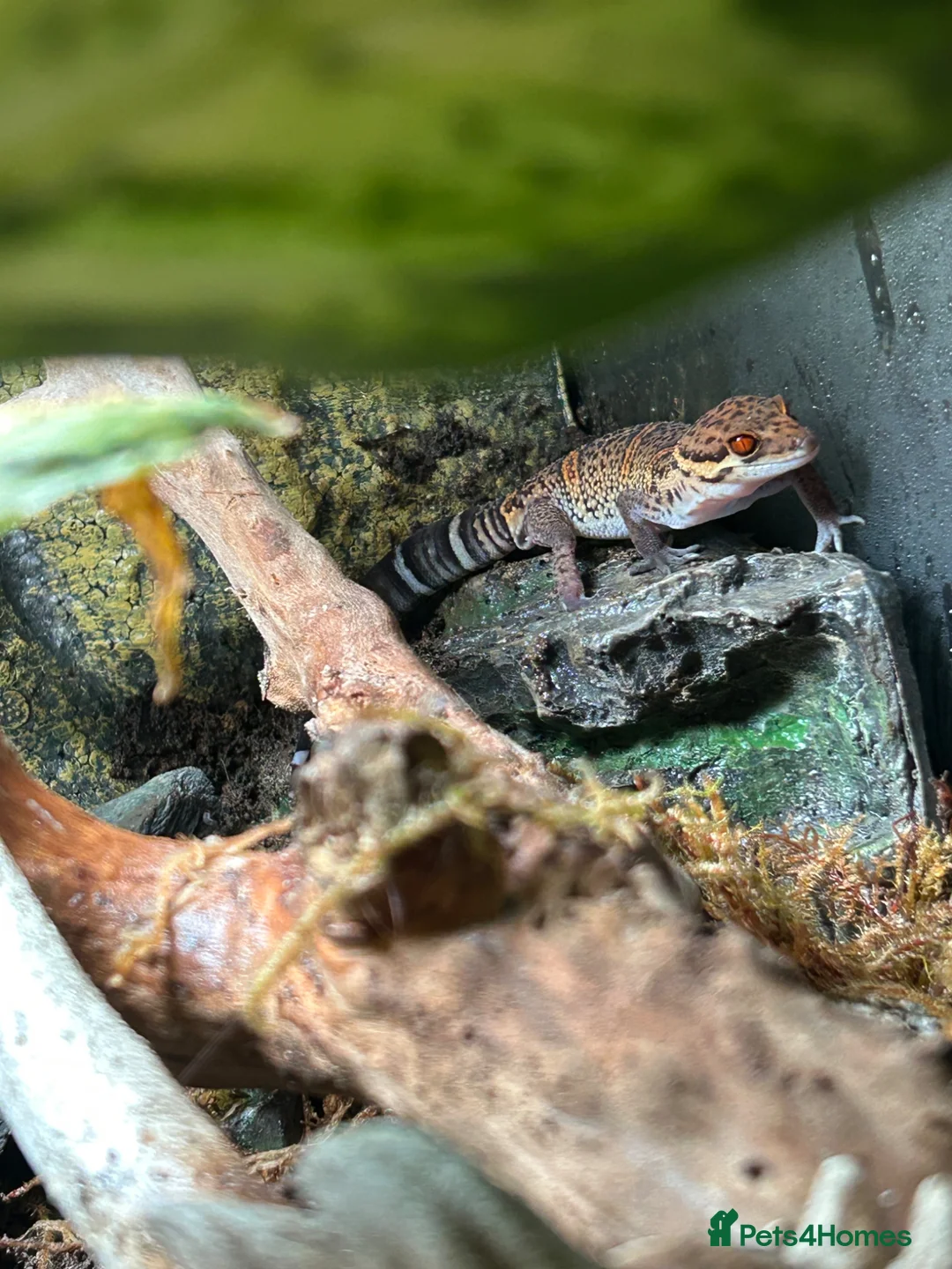 Gecko reptiles for sale: 2x Chinese cave geckos and vivarium in Rayleigh - Advert 2