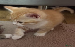 Scottish Fold cats for sale: Scottish fold mix with tabby .  - Image 17