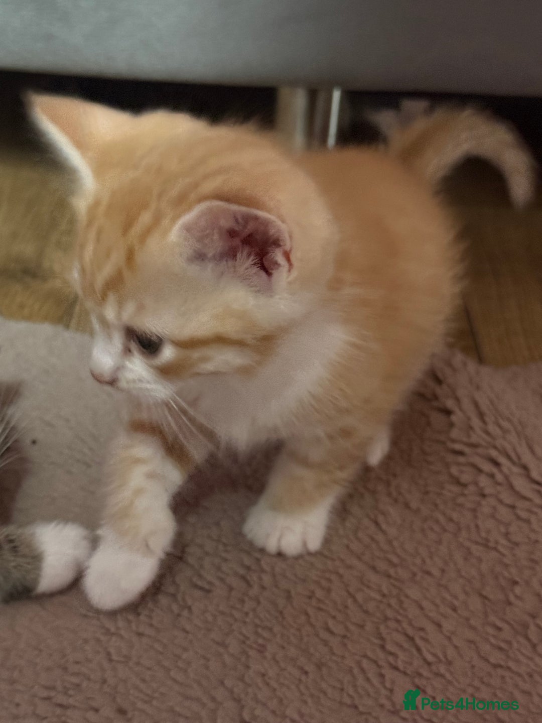 Scottish Fold cats for sale: Scottish fold mix with tabby .  - Image 17