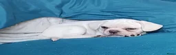 French Bulldog dogs for sale: Health clear French Bulldog puppies visual pink - Advert 26