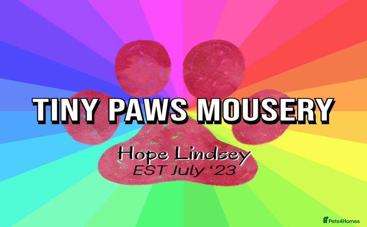 Mouse rodents - Advert 1