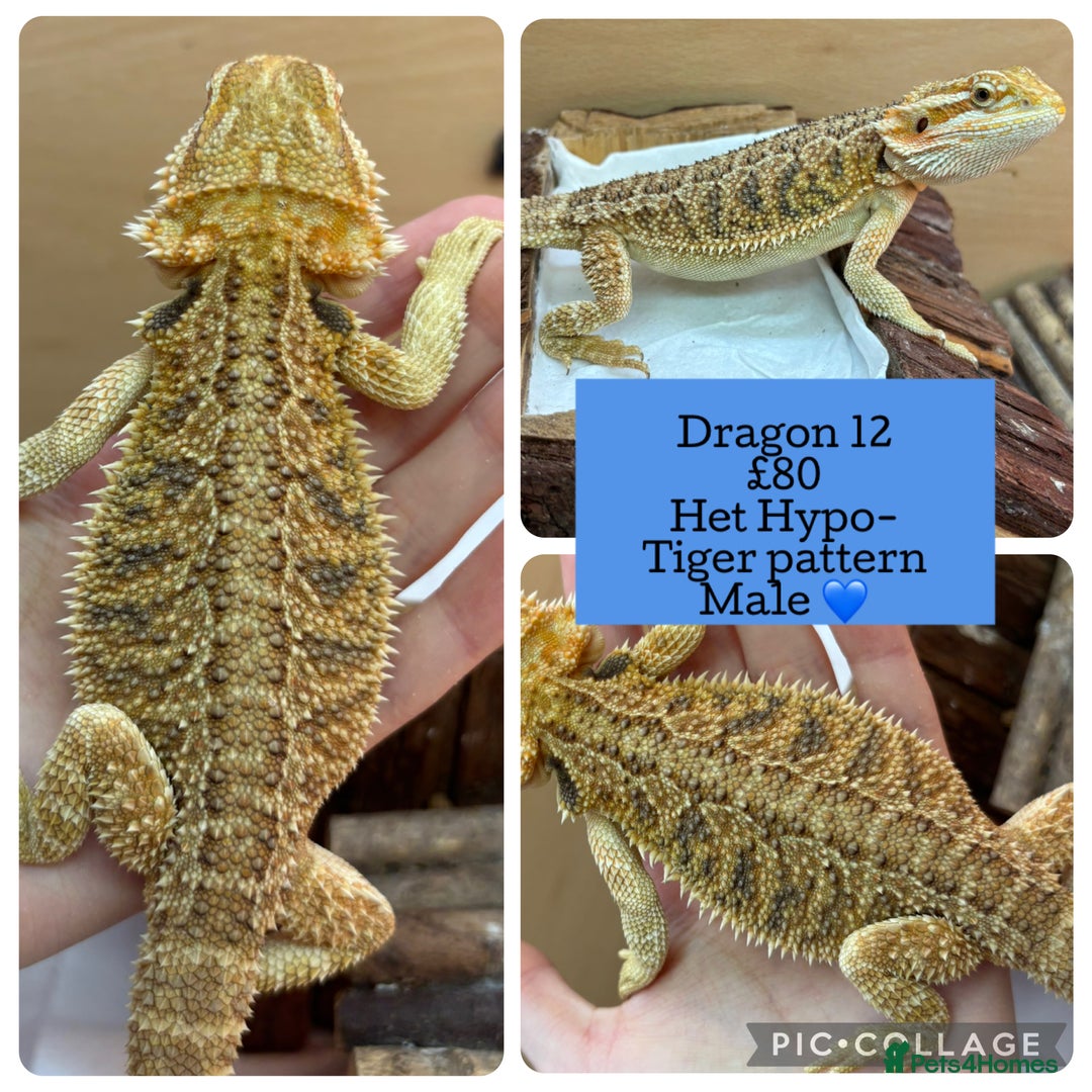 Bearded Dragon reptiles for sale: Baby Hypo Bearded Dragons - Advert 12